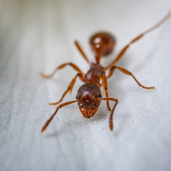 Field Ants, Pest Control in Oxhey, South Oxhey, WD19. Call Now! 020 8166 9746