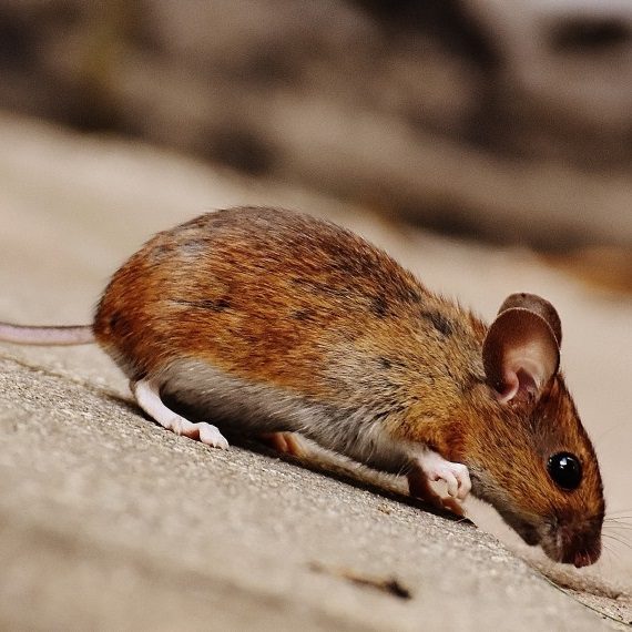 Mice, Pest Control in Oxhey, South Oxhey, WD19. Call Now! 020 8166 9746