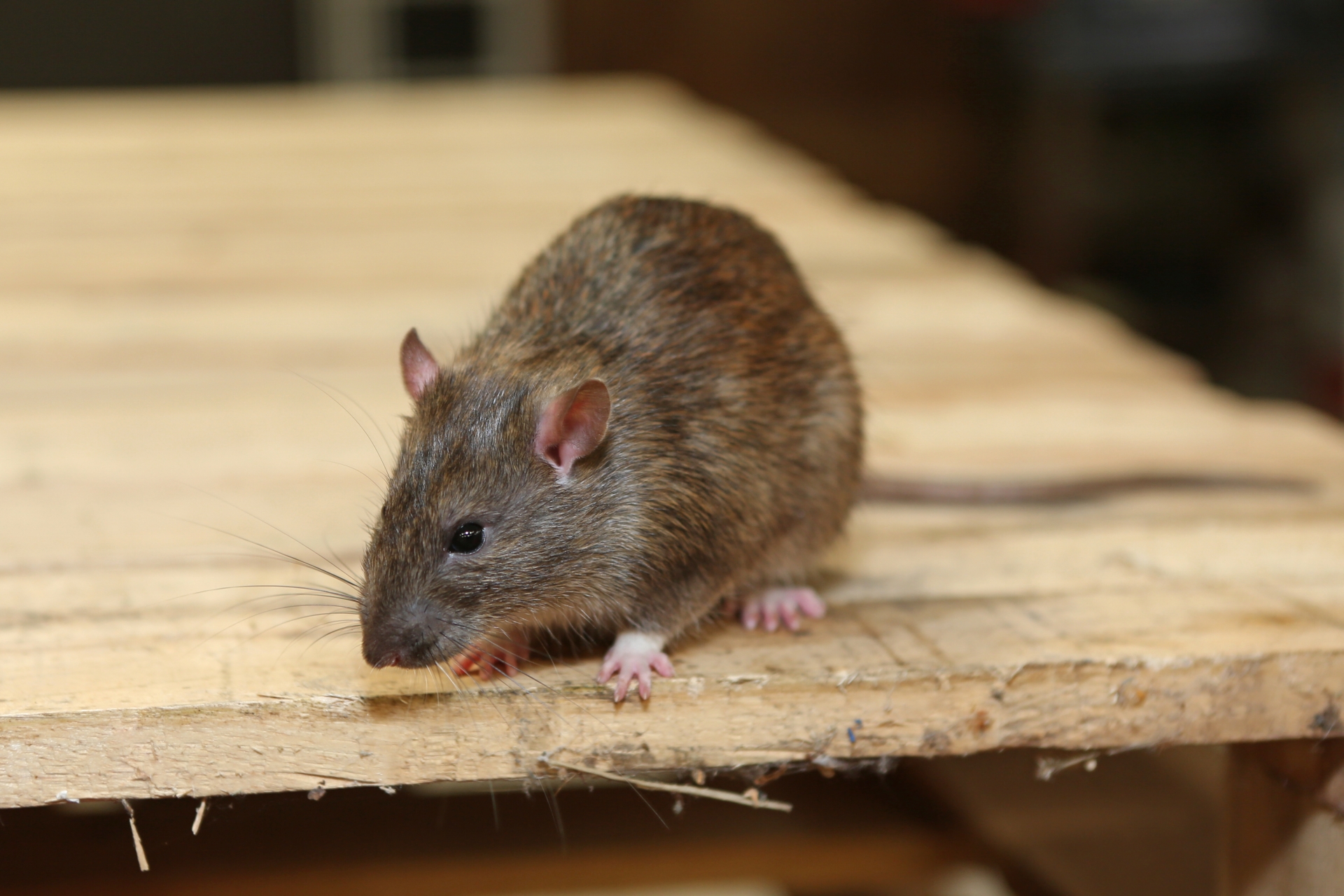 Rat extermination, Pest Control in Oxhey, South Oxhey, WD19. Call Now 020 8166 9746