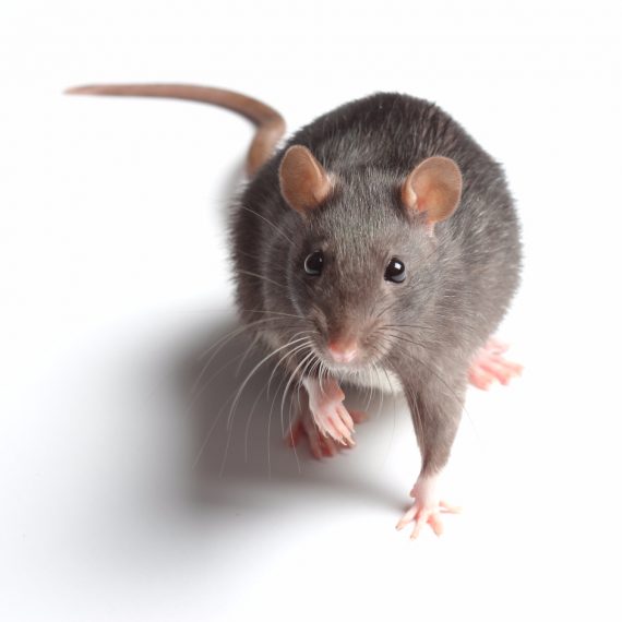 Rats, Pest Control in Oxhey, South Oxhey, WD19. Call Now! 020 8166 9746
