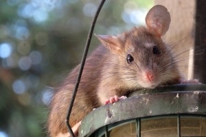 Rat extermination, Pest Control in Oxhey, South Oxhey, WD19. Call Now 020 8166 9746