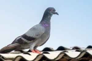 Pigeon Pest, Pest Control in Oxhey, South Oxhey, WD19. Call Now 020 8166 9746