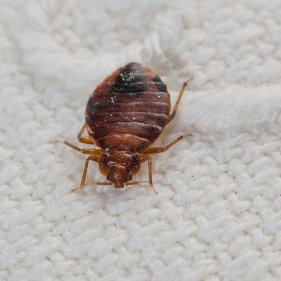 Bed Bugs, Pest Control in Oxhey, South Oxhey, WD19. Call Now! 020 8166 9746
