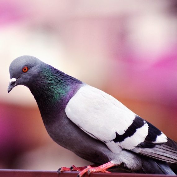 Birds, Pest Control in Oxhey, South Oxhey, WD19. Call Now! 020 8166 9746
