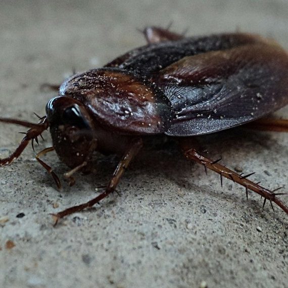 Cockroaches, Pest Control in Oxhey, South Oxhey, WD19. Call Now! 020 8166 9746