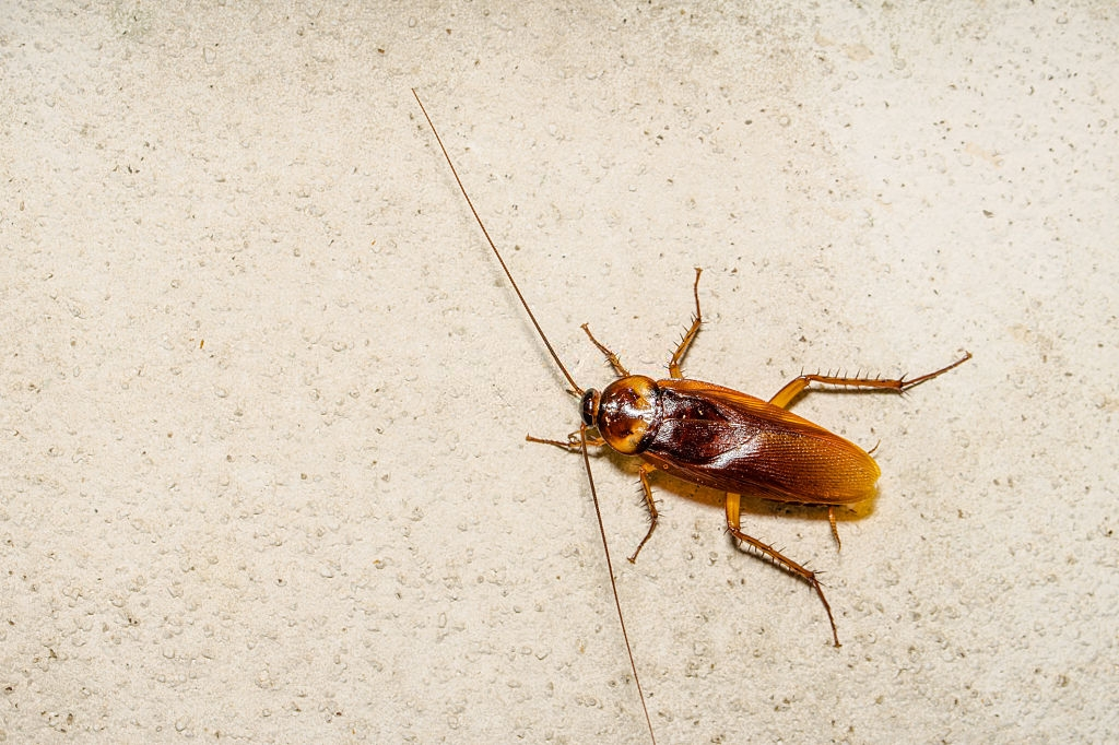 Cockroach Control, Pest Control in Oxhey, South Oxhey, WD19. Call Now 020 8166 9746