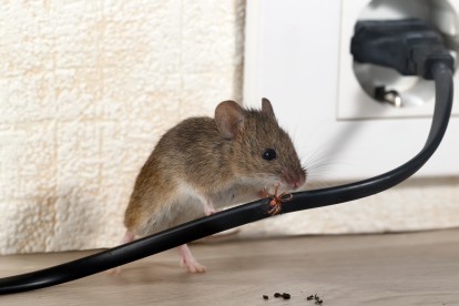 Pest Control in Oxhey, South Oxhey, WD19. Call Now! 020 8166 9746