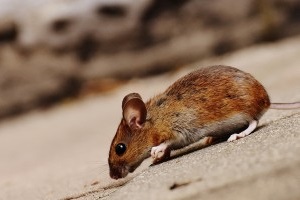 Mouse extermination, Pest Control in Oxhey, South Oxhey, WD19. Call Now 020 8166 9746