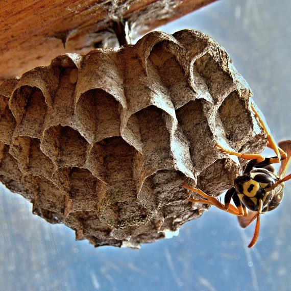 Wasps Nest, Pest Control in Oxhey, South Oxhey, WD19. Call Now! 020 8166 9746